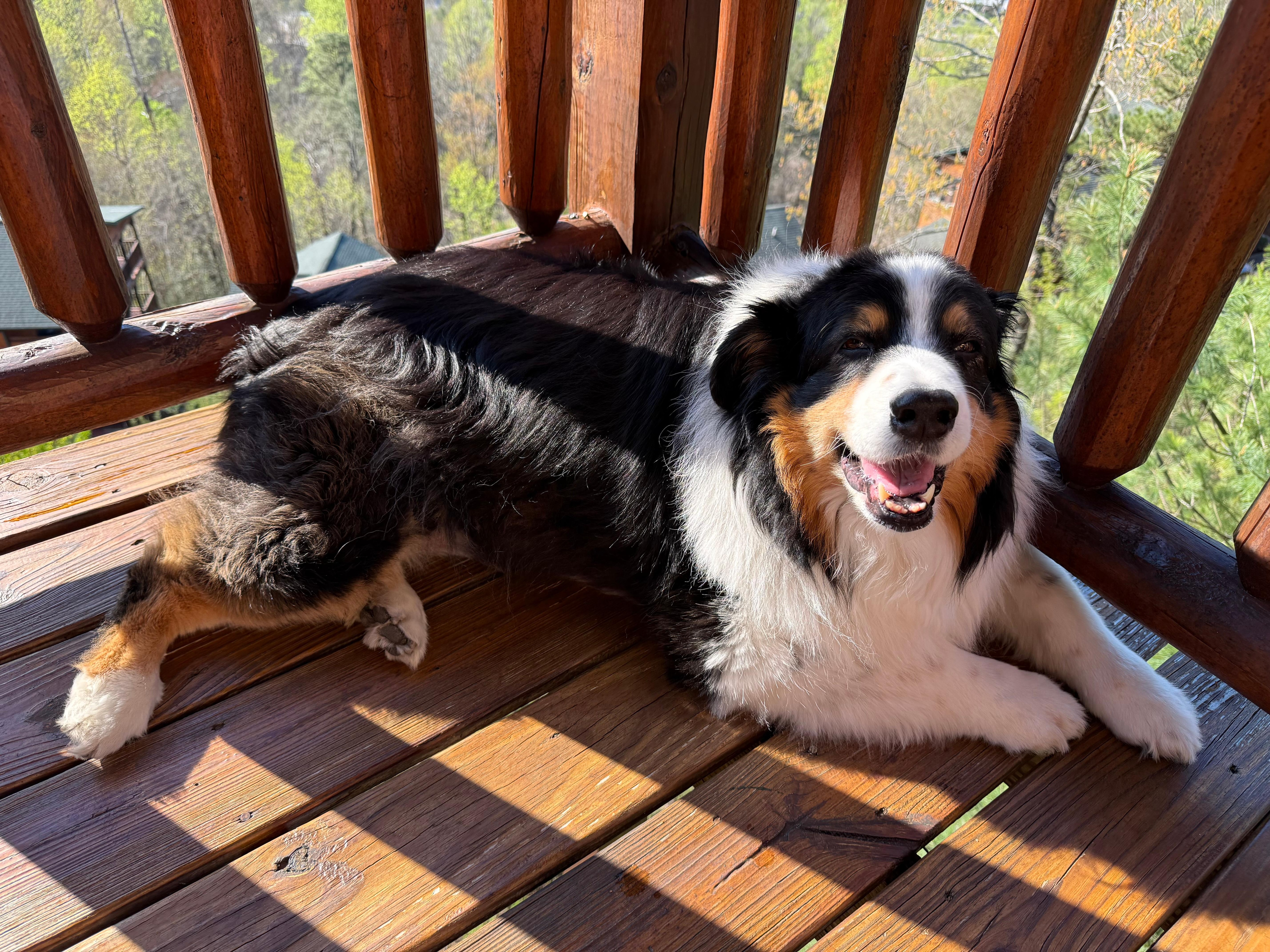 Harley loved the deck too