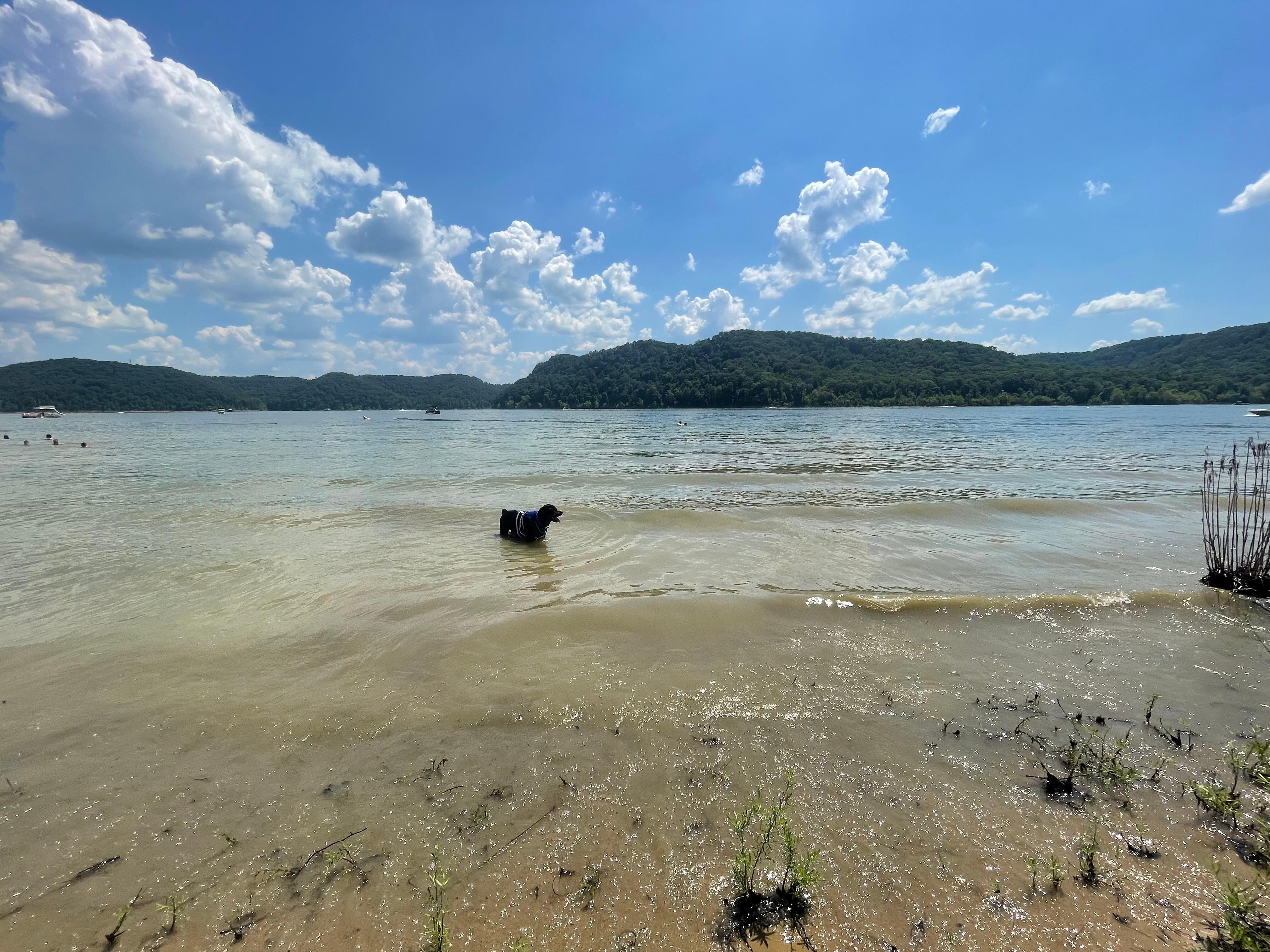 Our Rottweiler Rocky living his best life by playing in the lake at Cave Run’s beaches. 