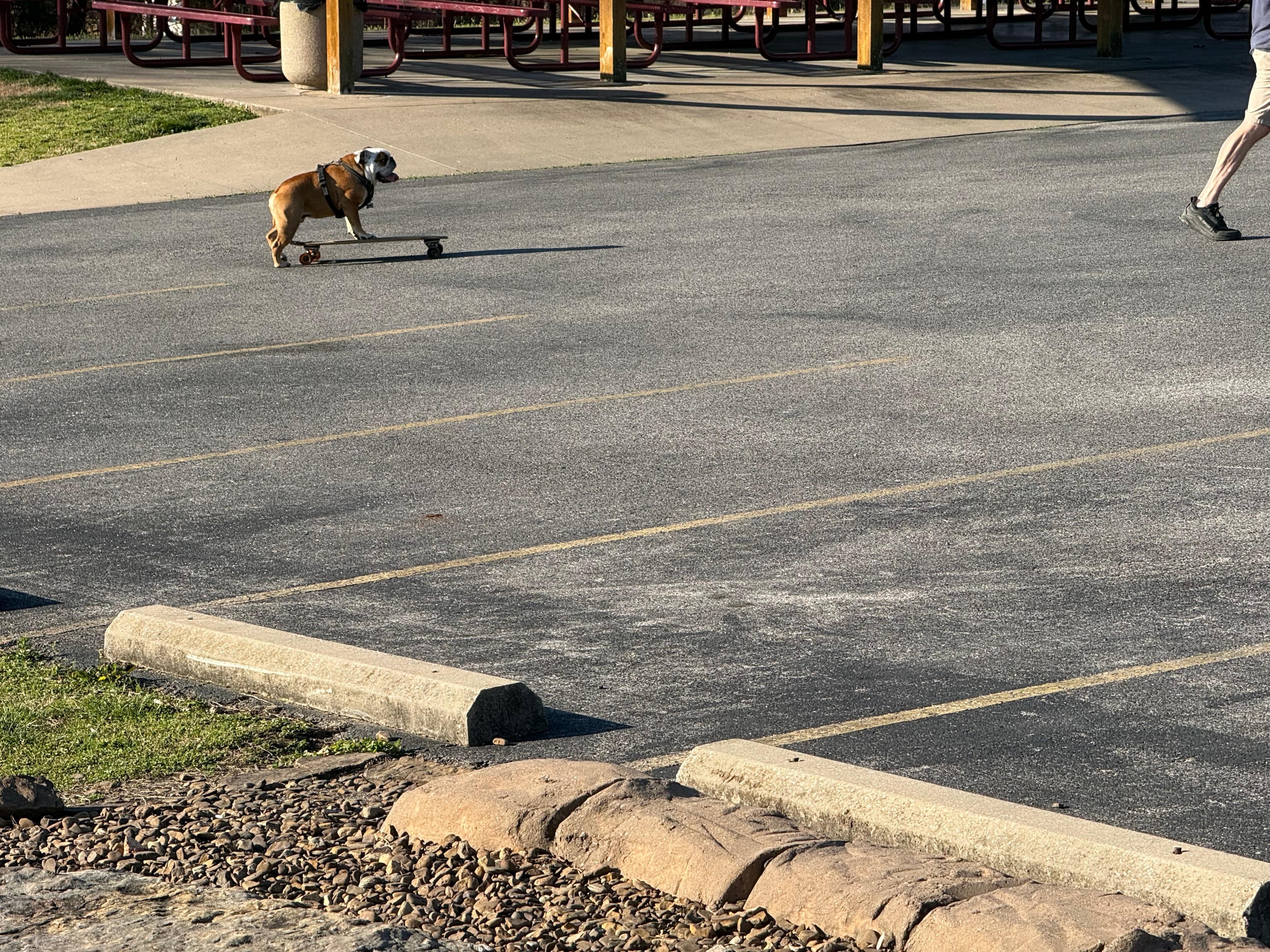 Cool dog at the Skill park just a block away!