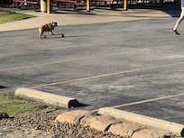 Cool dog at the Skill park just a block away!