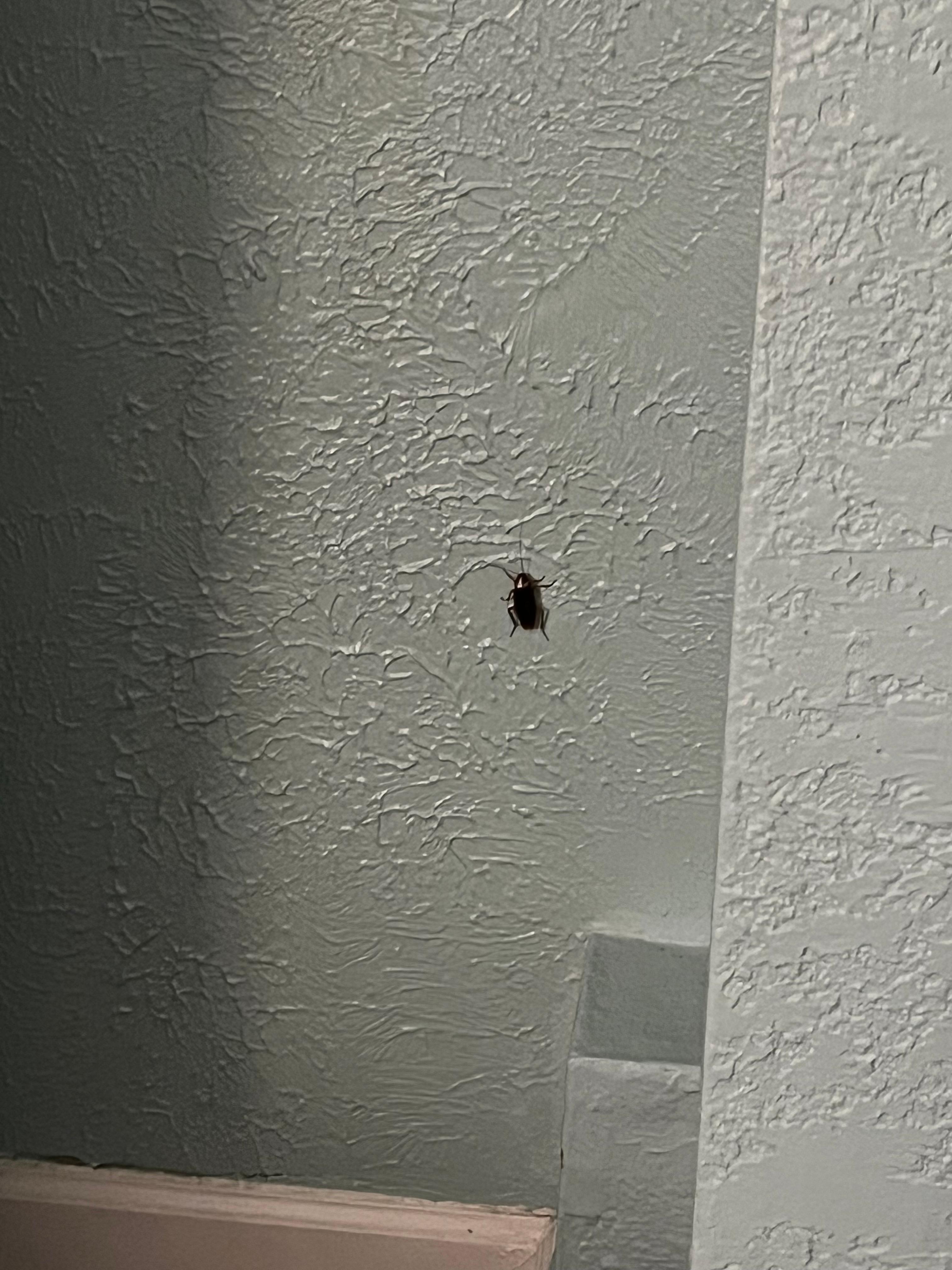 Roach room 3102. They were in the bathroom also.