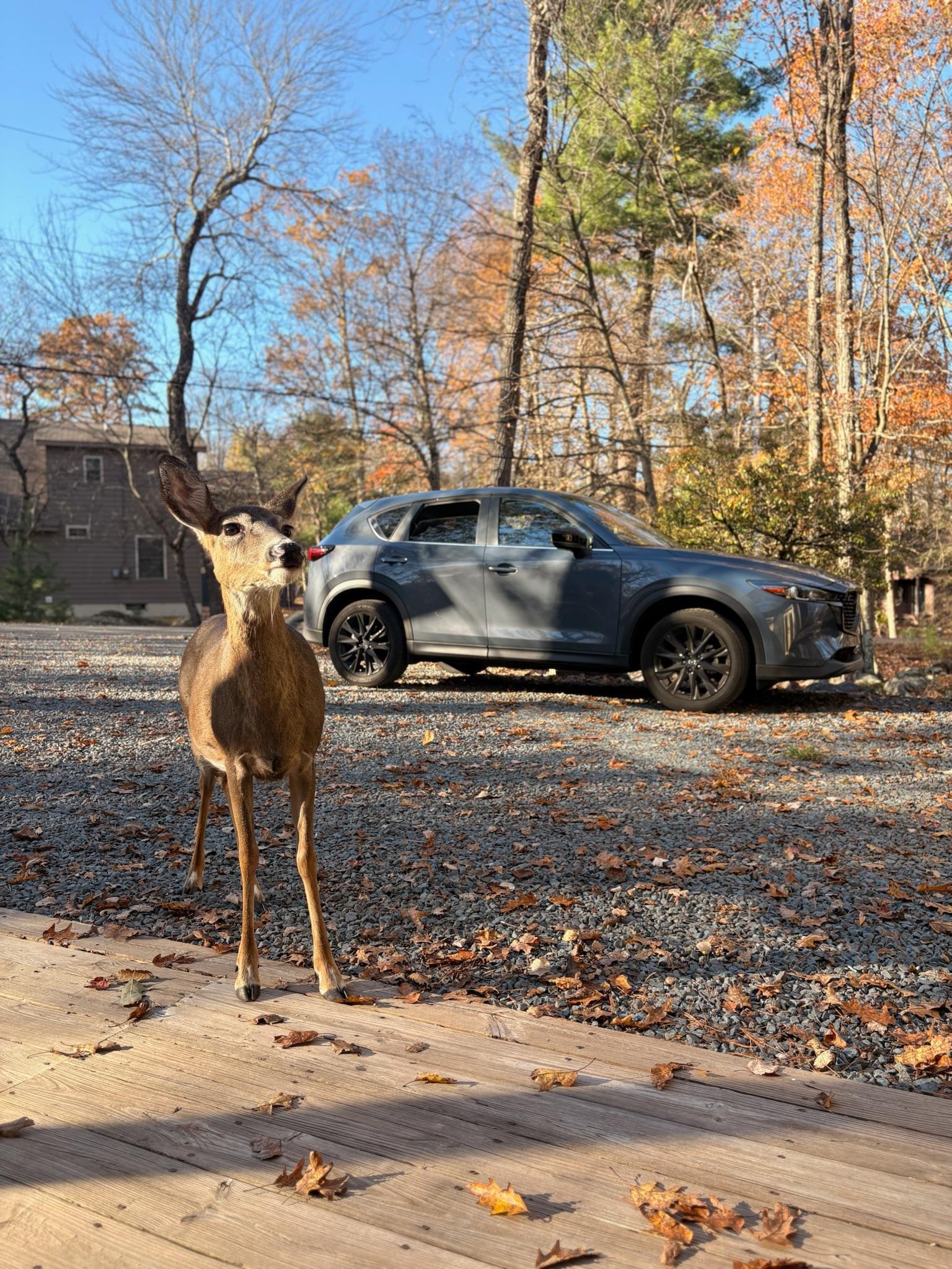 Deer welcoming 