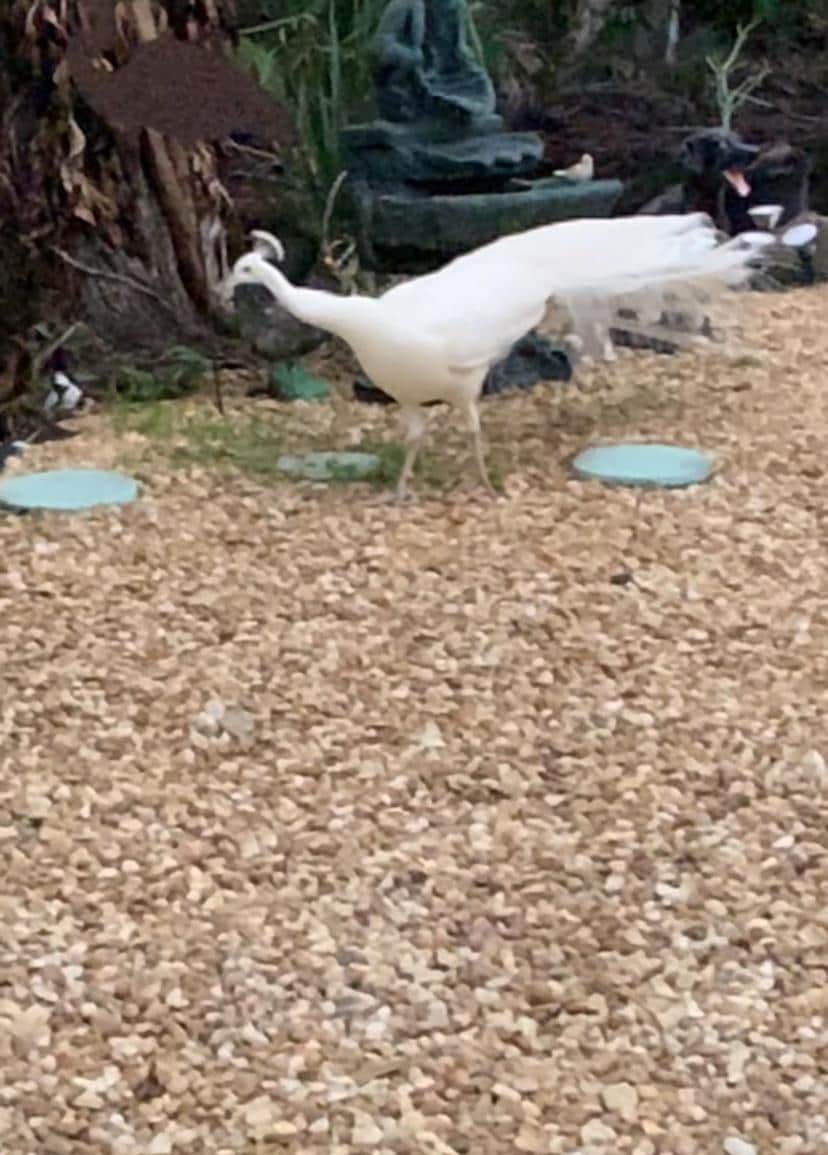 Princess the peacock 