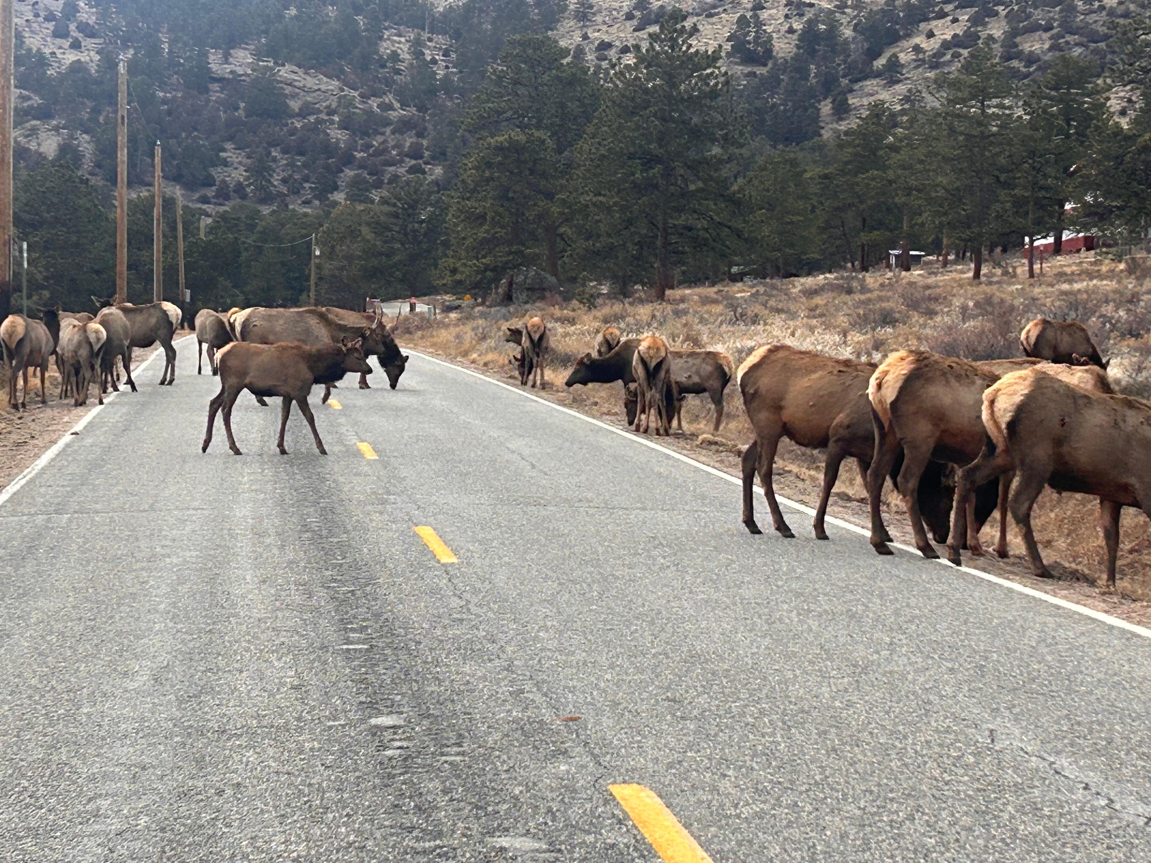 Elk right down the driveway from our cabin. 