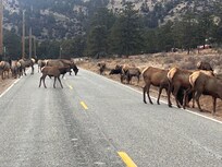 Elk right down the driveway from our cabin.