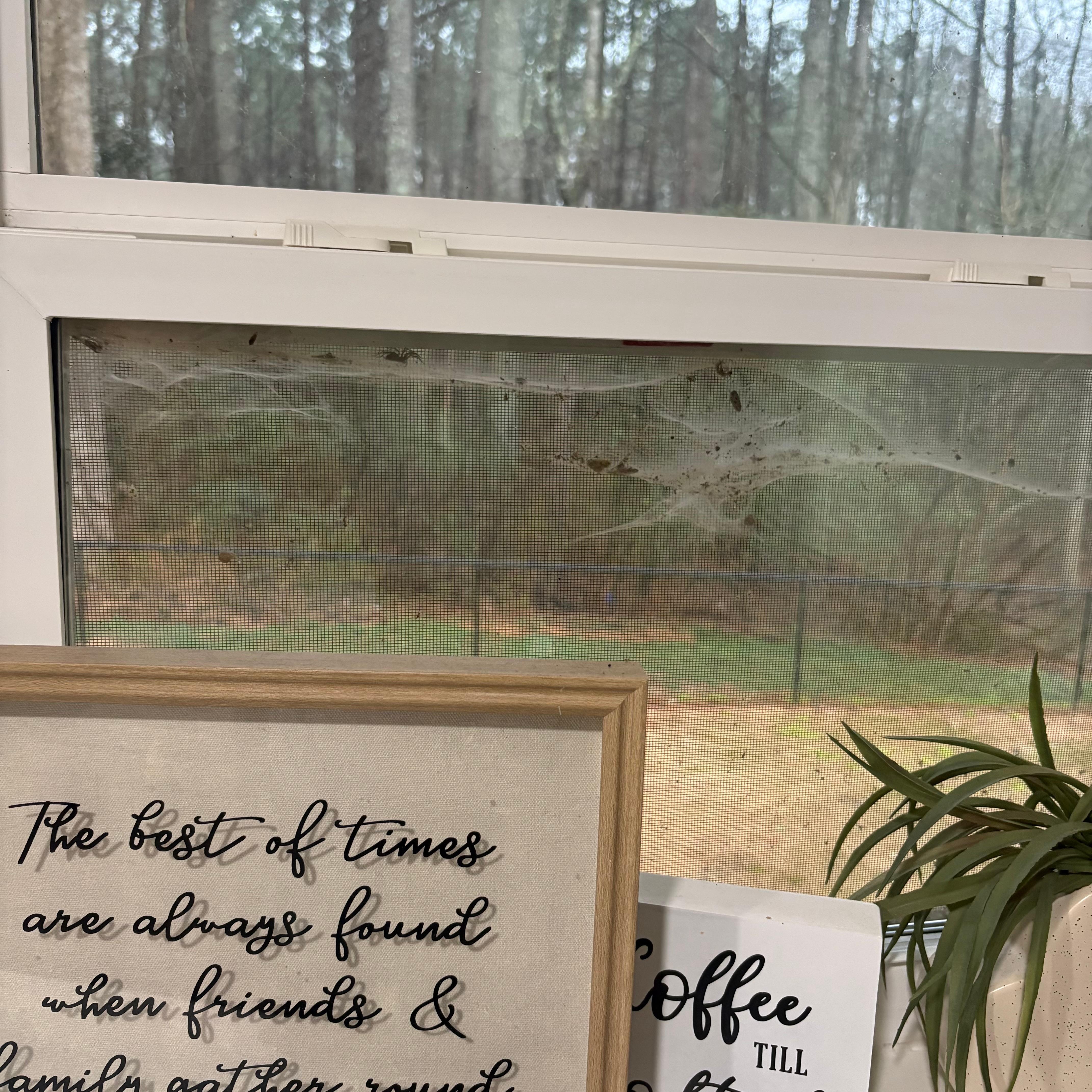 Every window was caked in cob webs