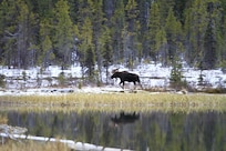 Male Moose at the far end of the Lake