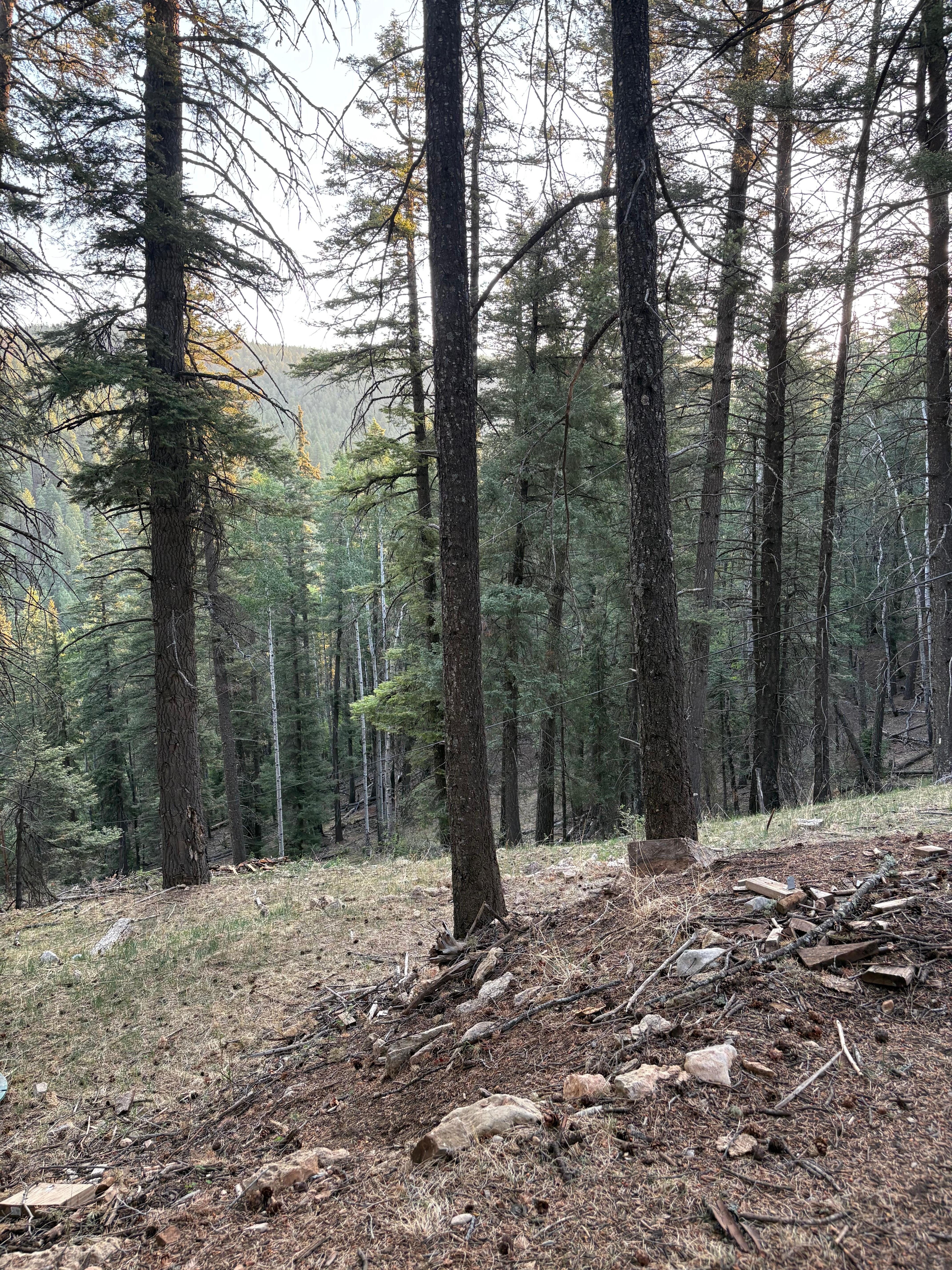 Photo of the view below the cabin