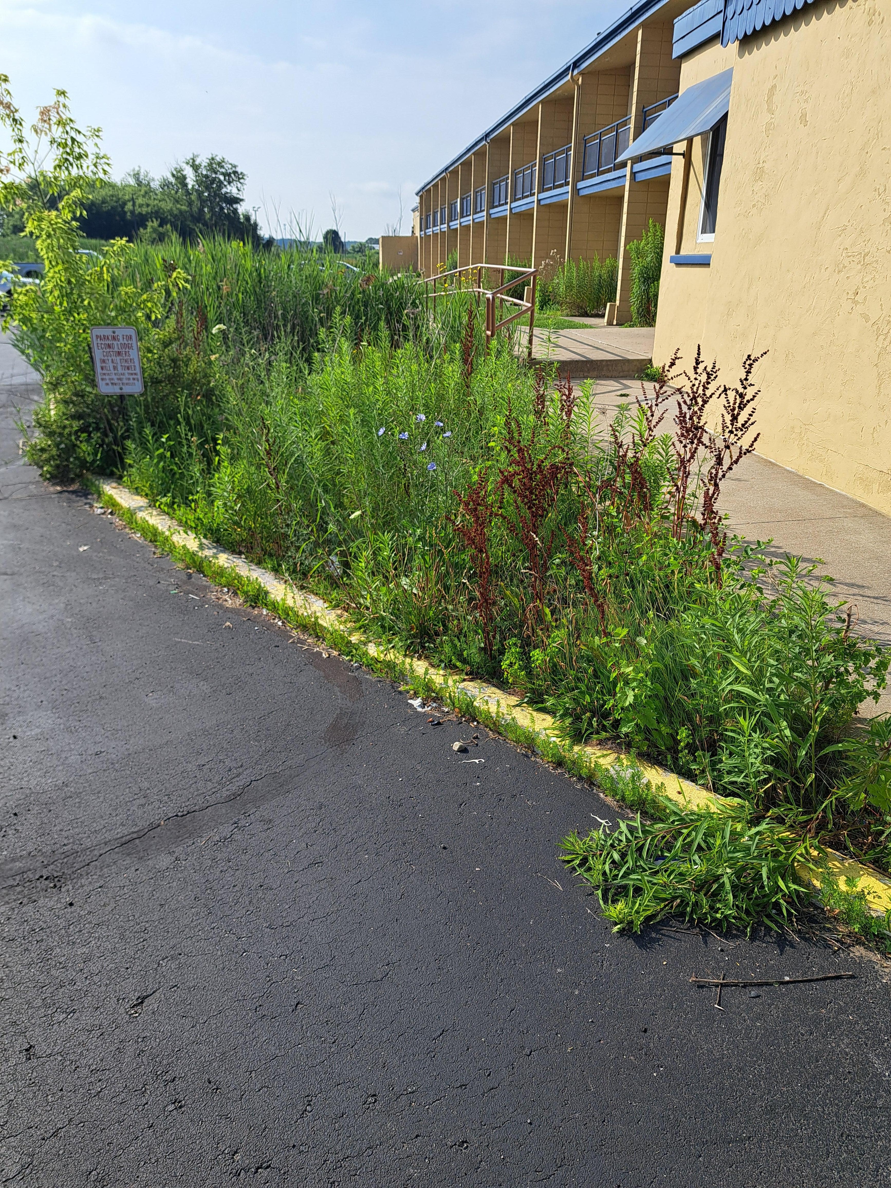Overgrown Flower bed