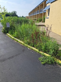 Overgrown Flower bed