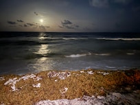 Seaweed