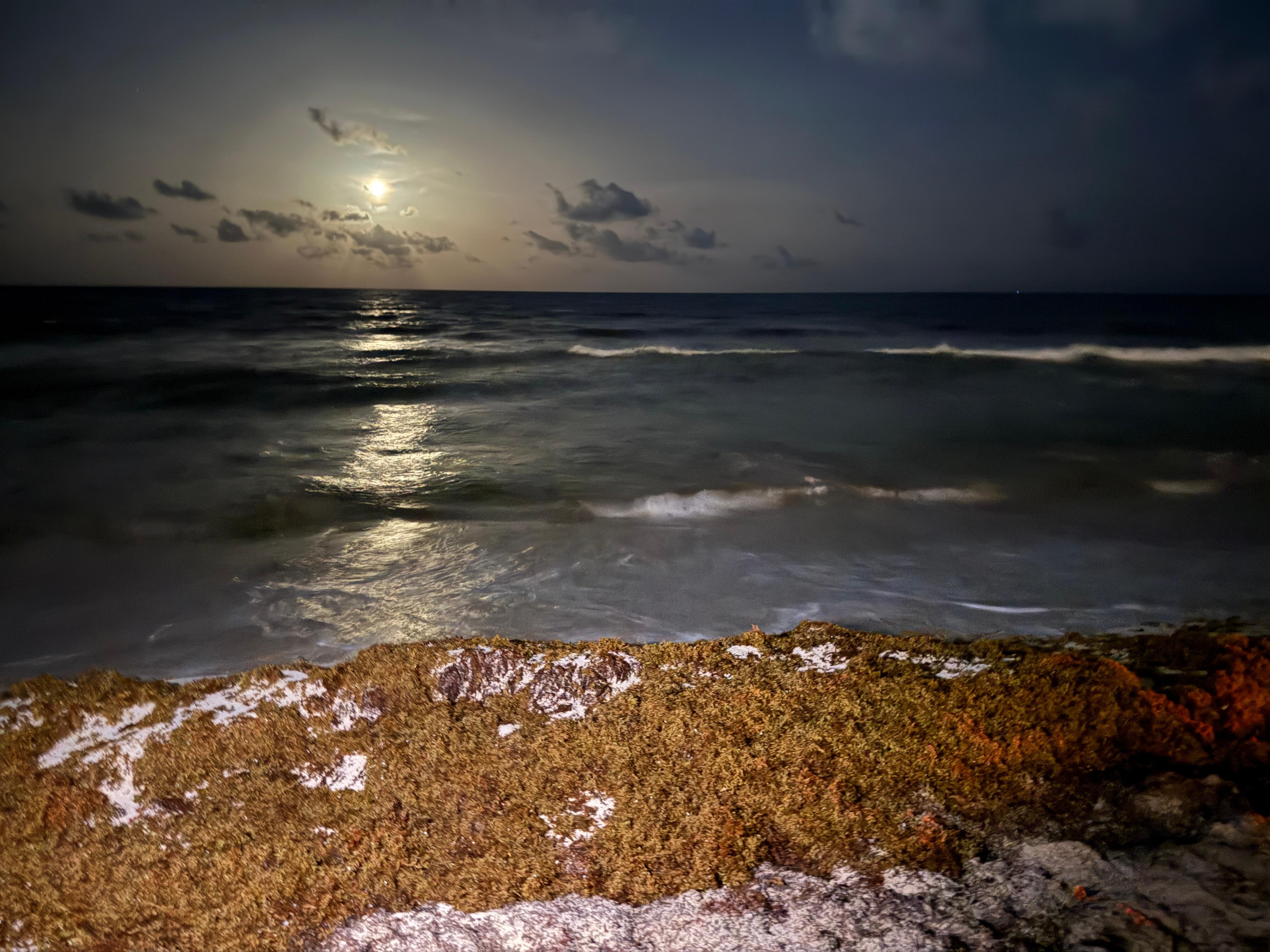 Seaweed 