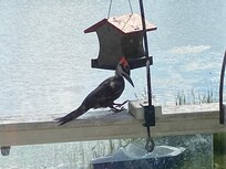 Birdfeeder with supplied food