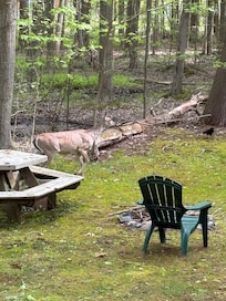An early morning visitor