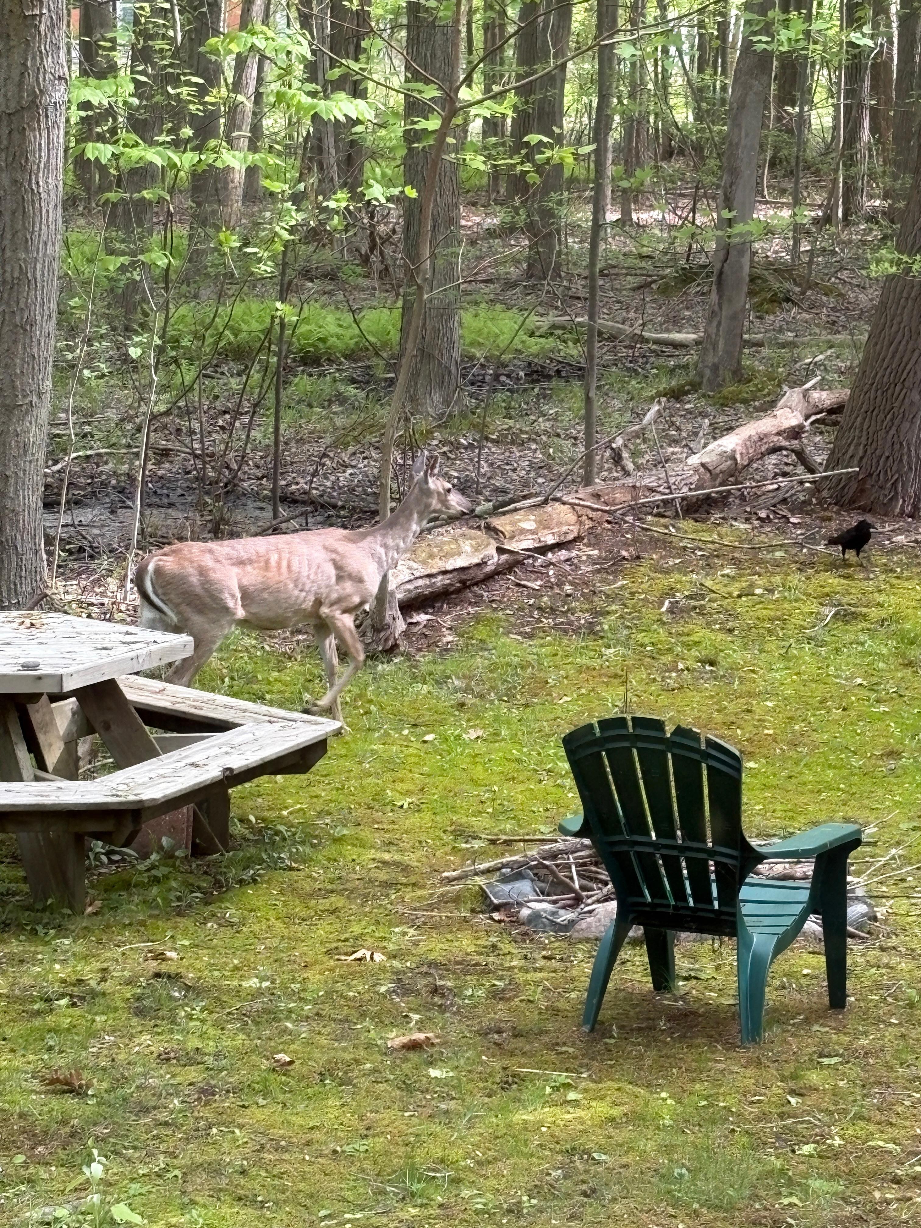 An early morning visitor