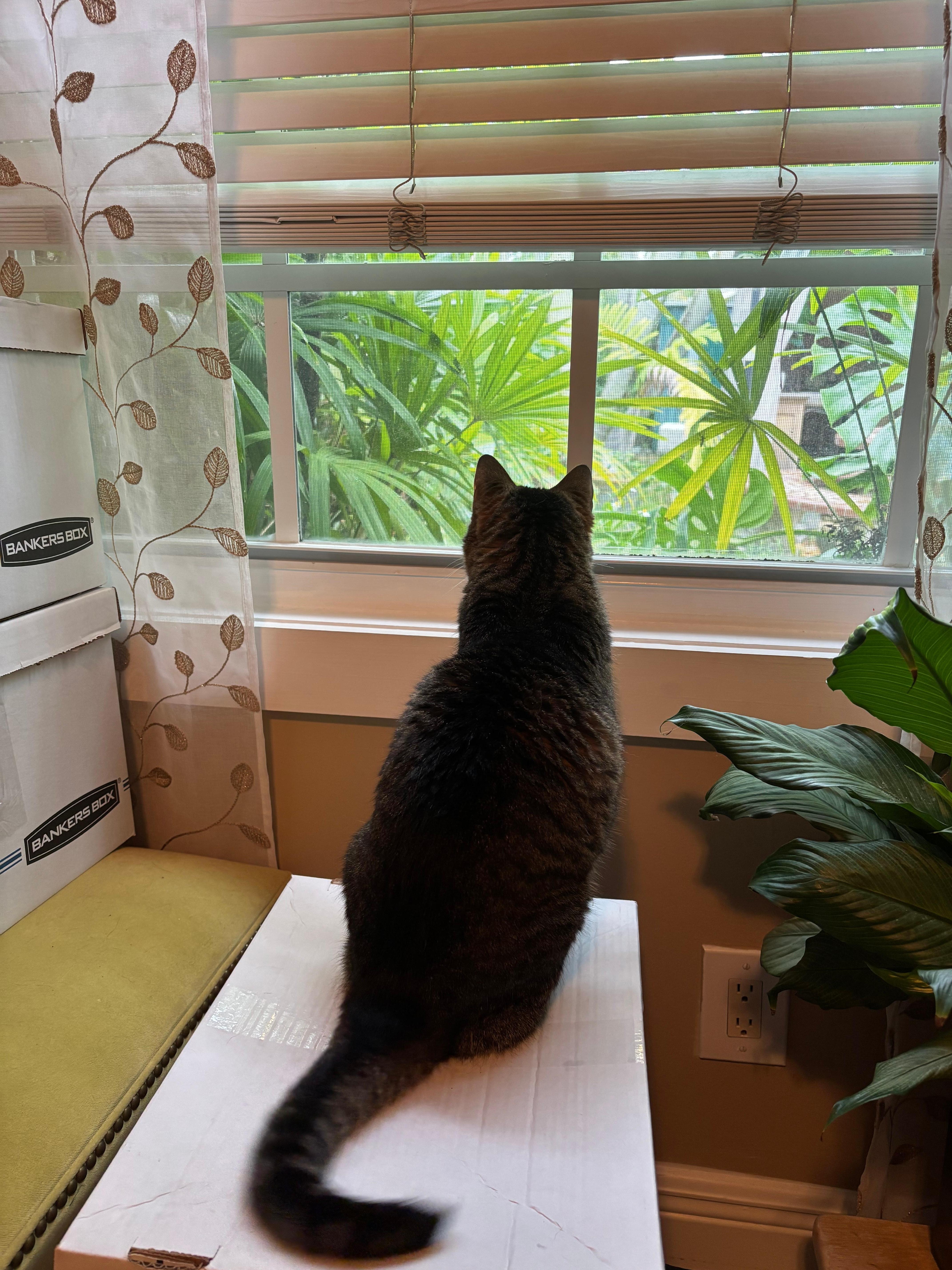 My cat enjoyed the view of the beautiful backyard!