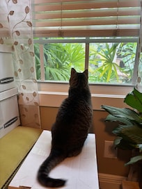My cat enjoyed the view of the beautiful backyard!