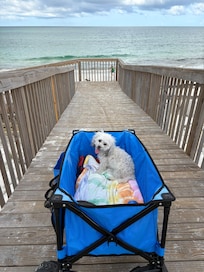 Capri loved her wagon ride to the beach!