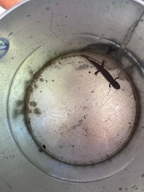 Salamander
