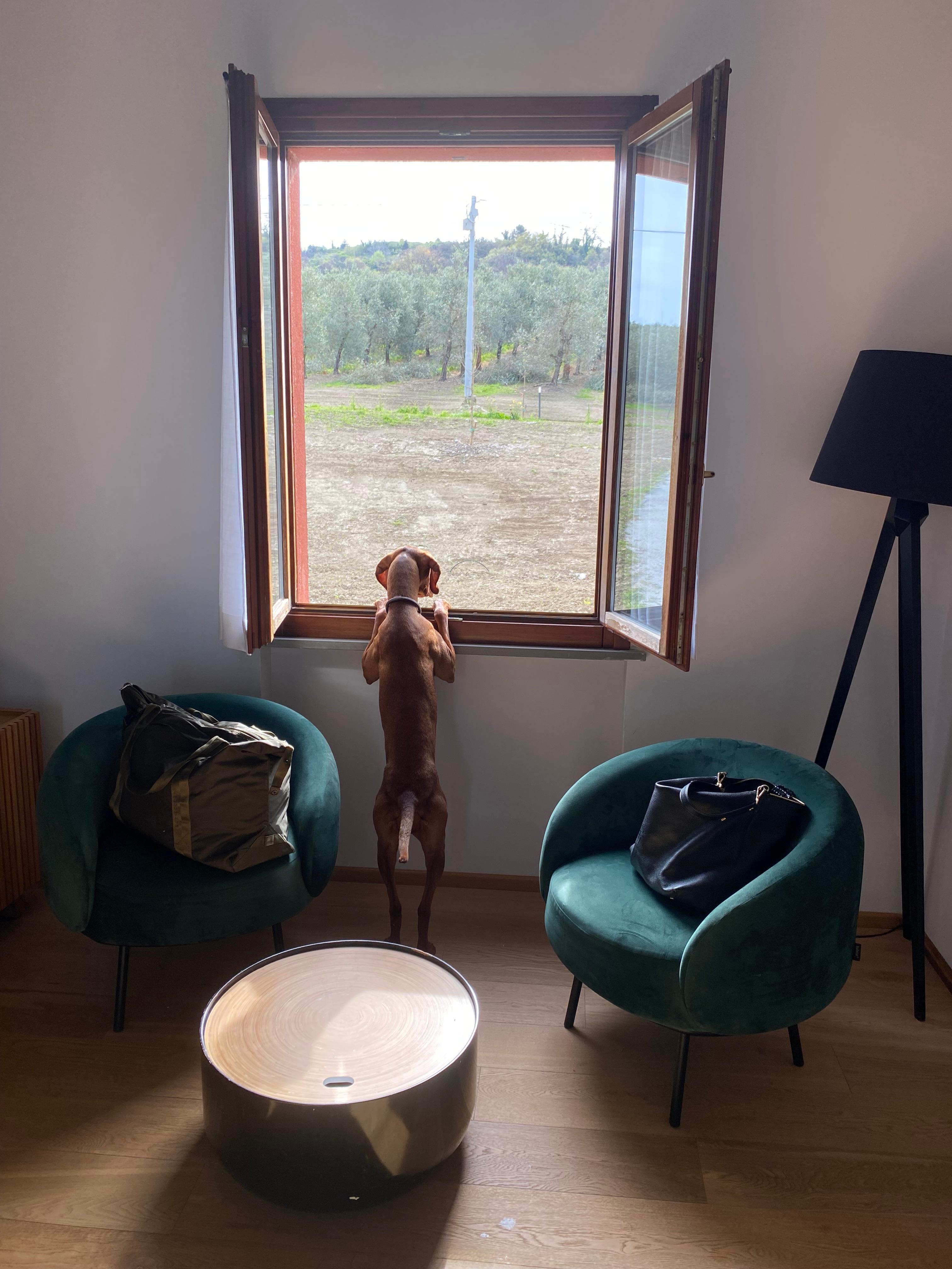 Dog friendly rooms