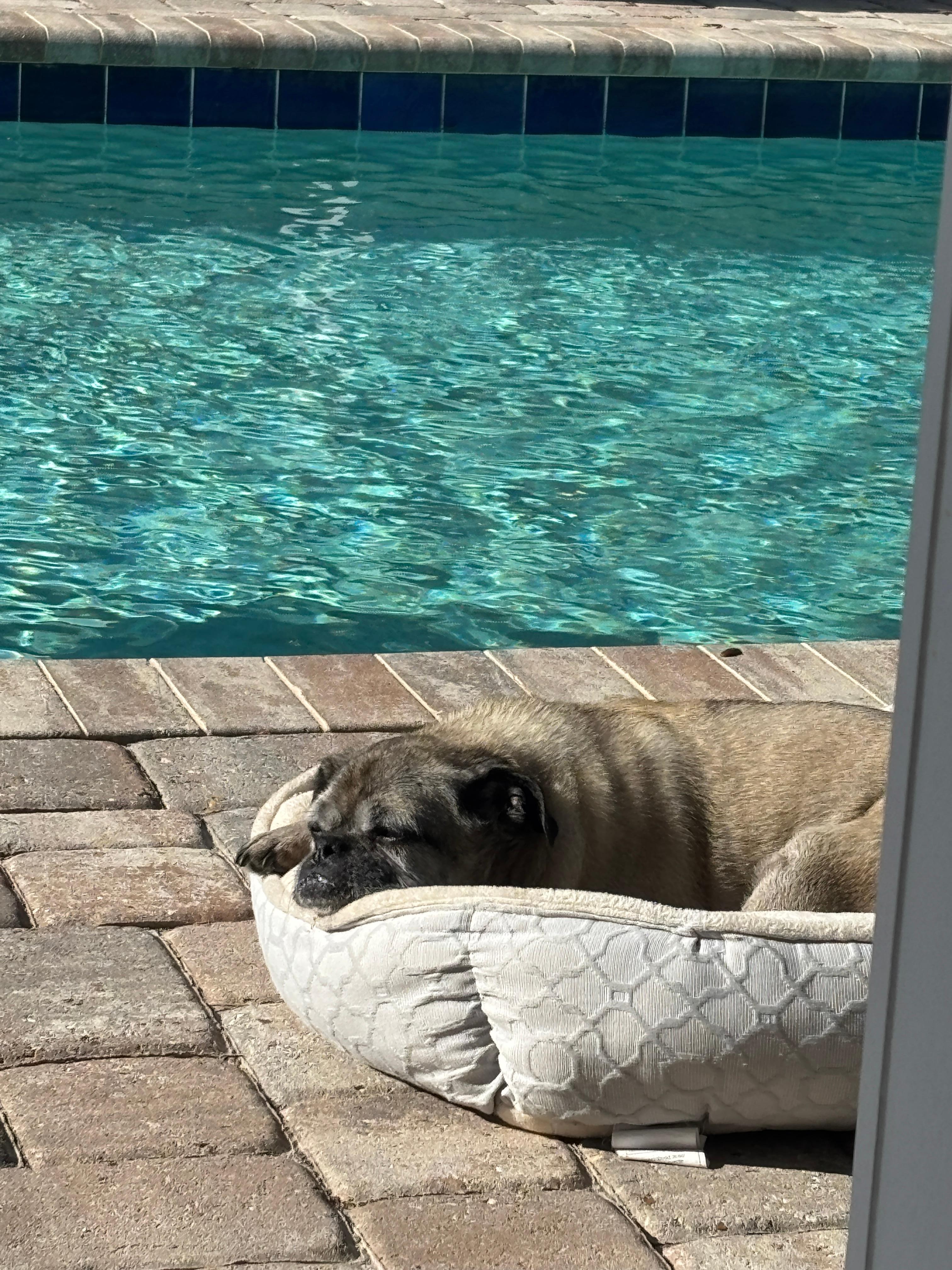 Lily enjoyed her days beside the pool ! 