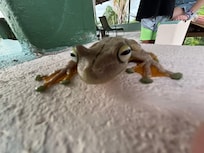 Gladiator frog on rooftop deck