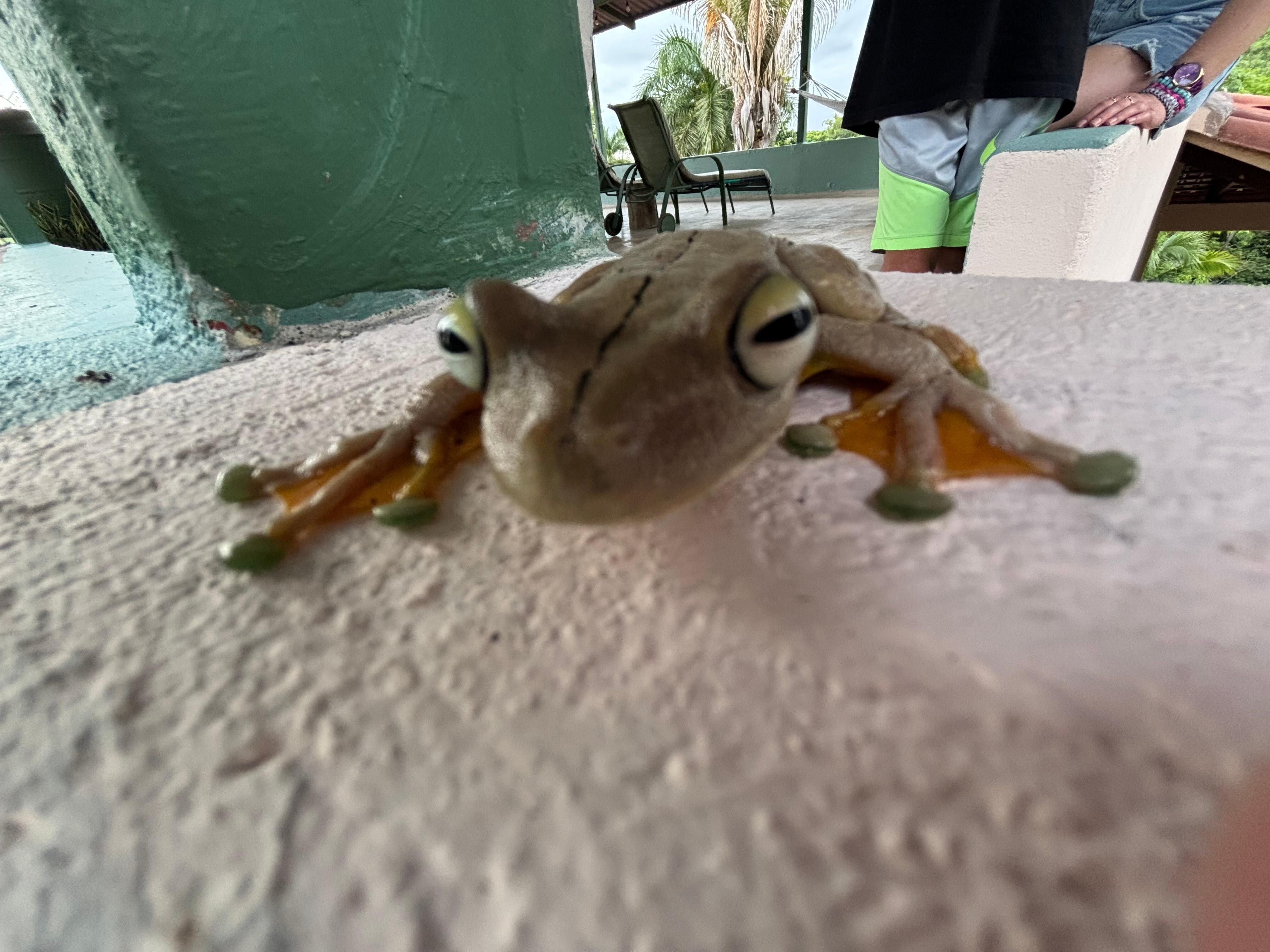 Gladiator frog on rooftop deck 