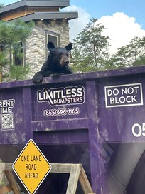 Bear Friend that may visit