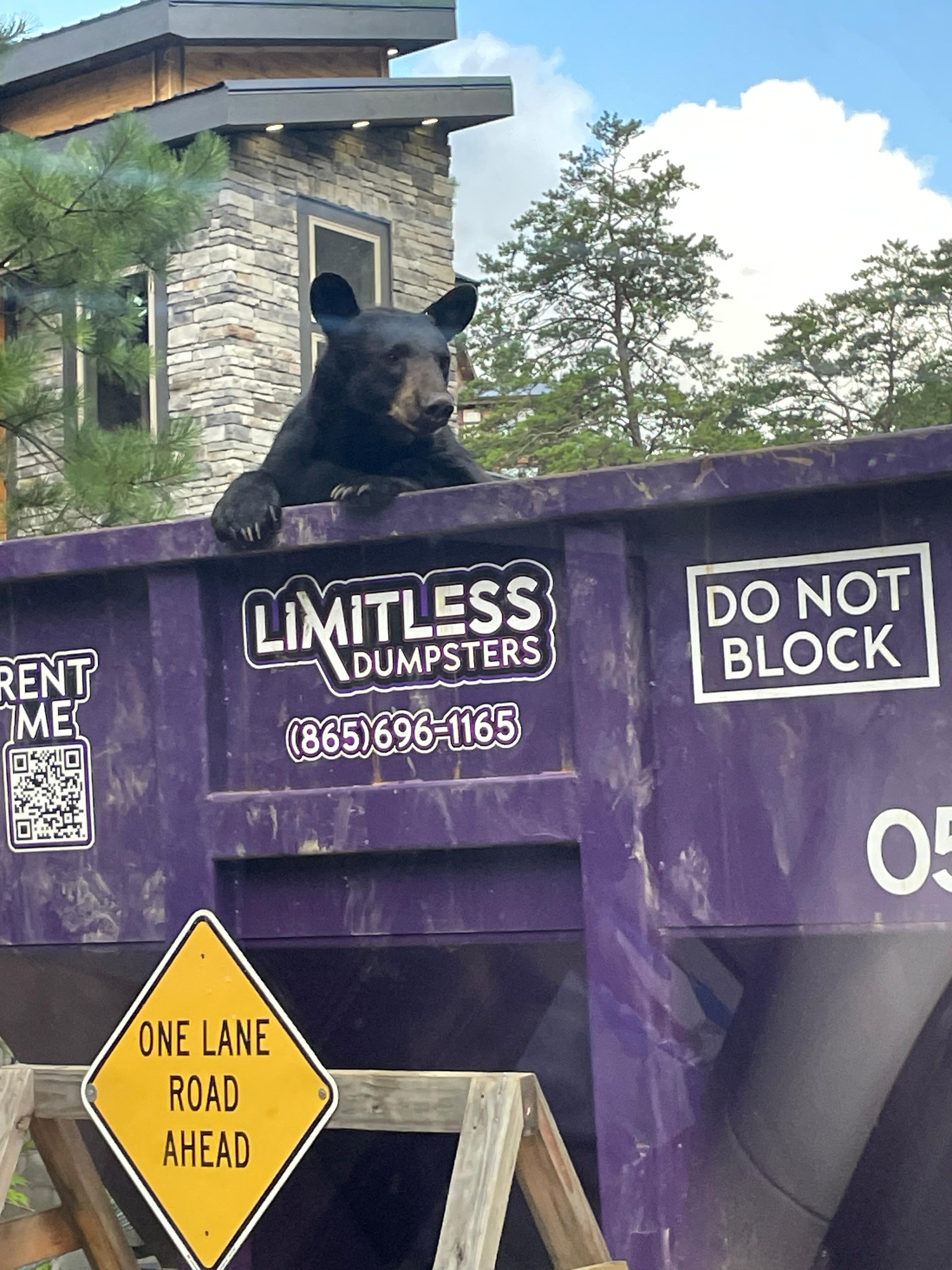 Bear Friend that may visit
