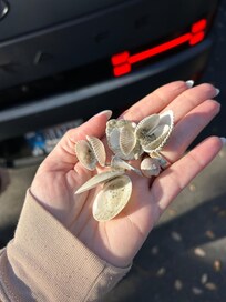 Some shelling after the rainstorm