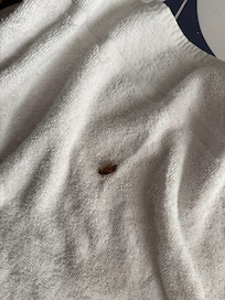 One of the many cockroaches we had to kill