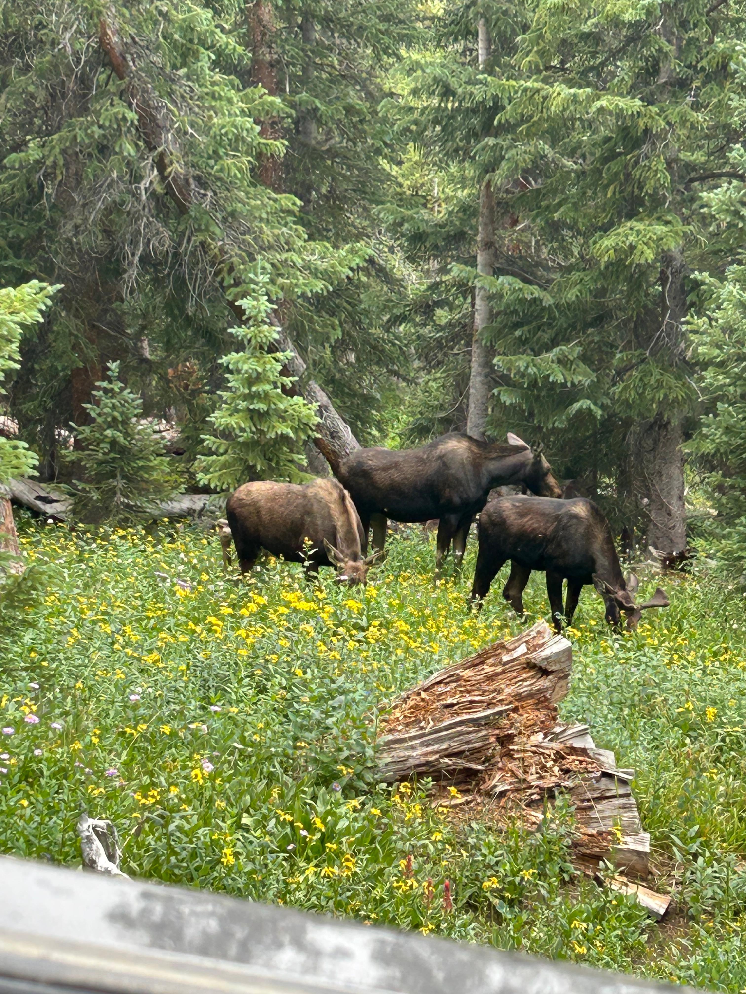 Moose grazing on Deer Creek Jeep trail south of Montezuma