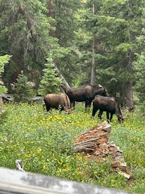 Moose grazing on Deer Creek Jeep trail south of Montezuma