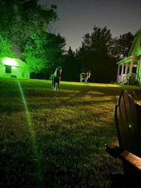 Late night visitors at the campfire.