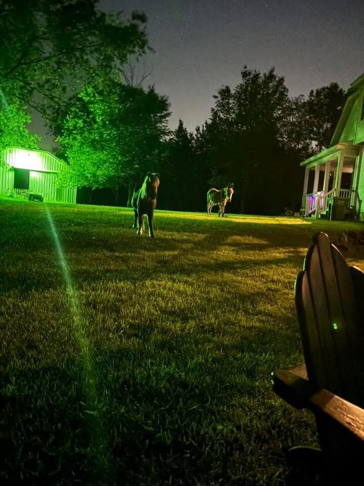 Late night visitors at the campfire. 
