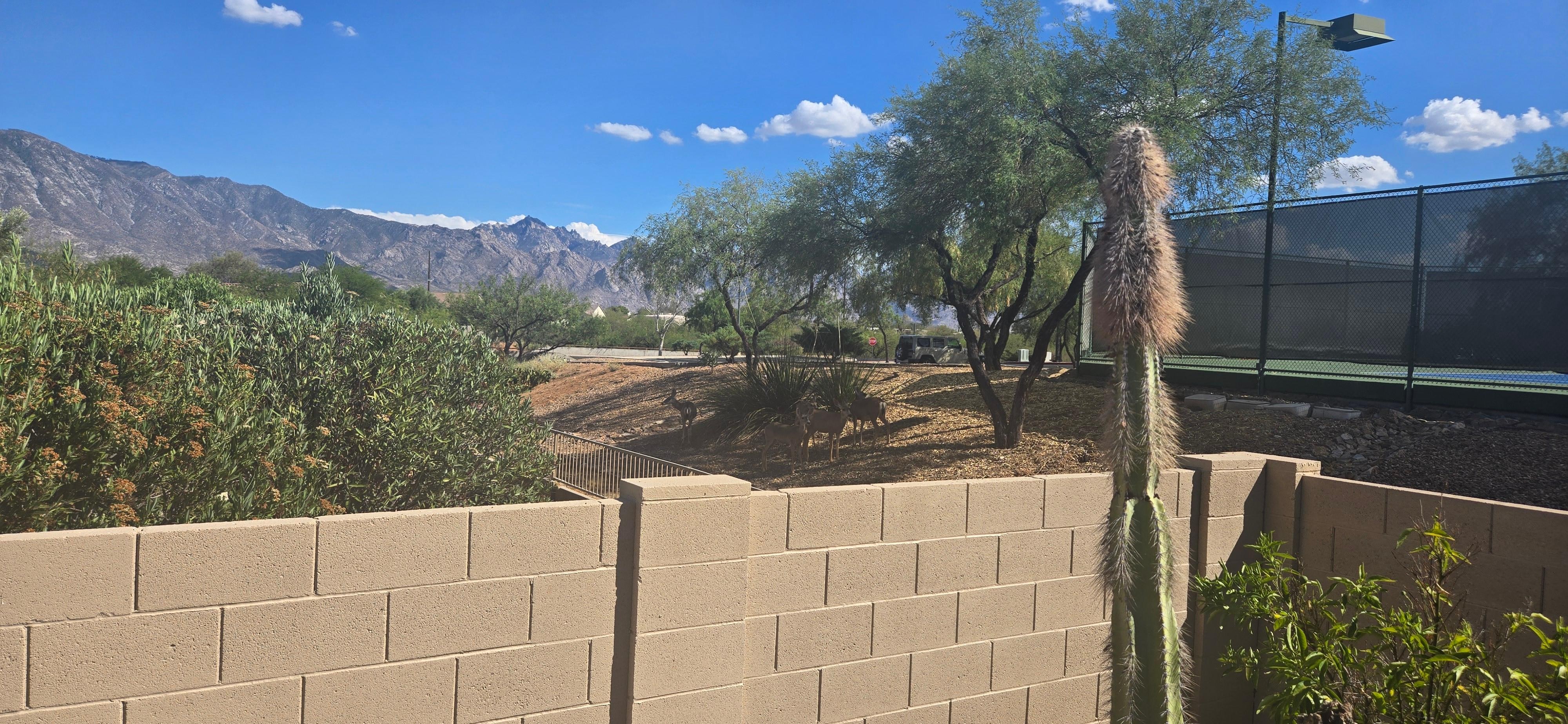 Group of deer right outside patio. 