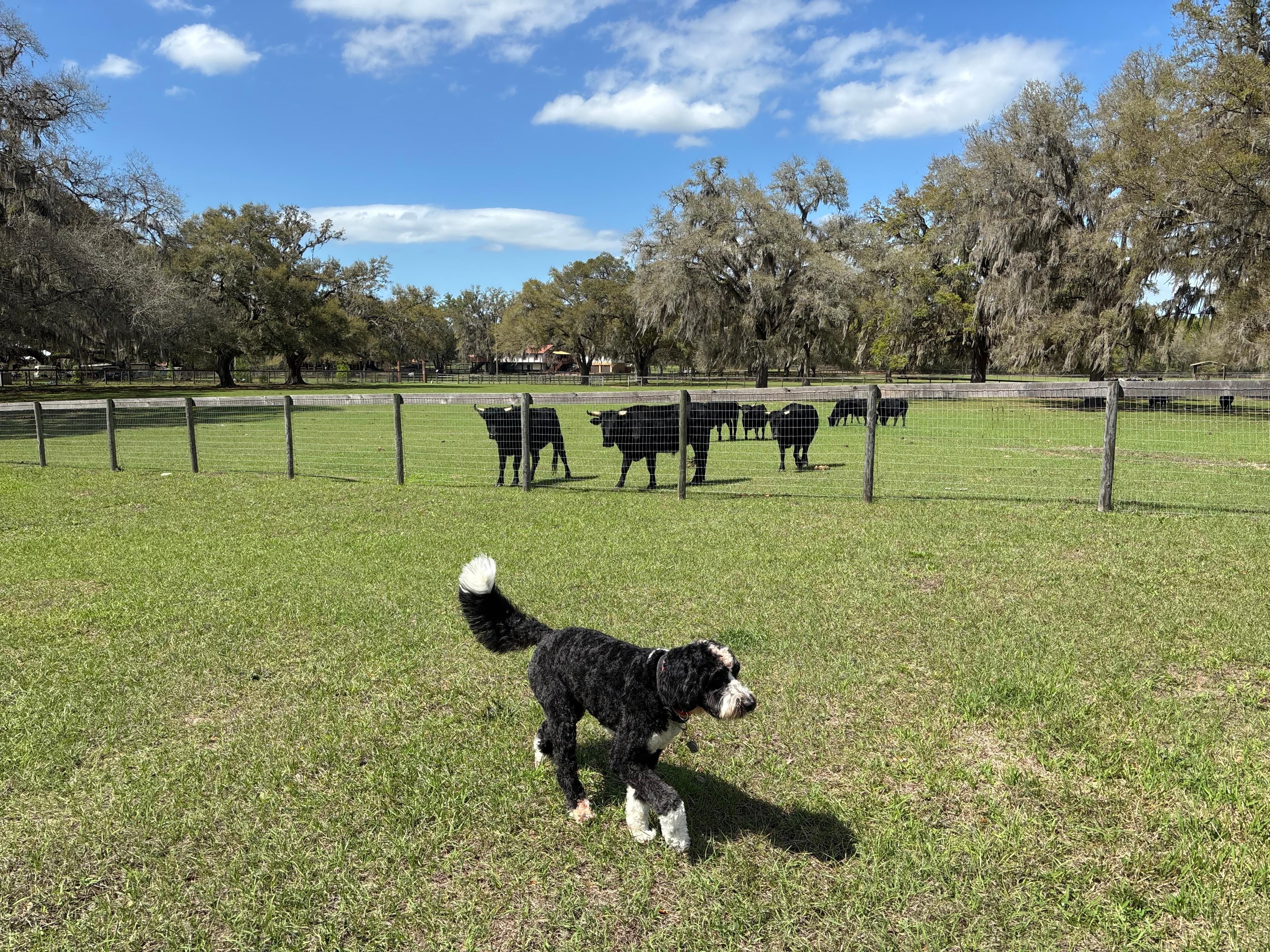 Our dog visited the cattle