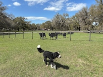 Our dog visited the cattle