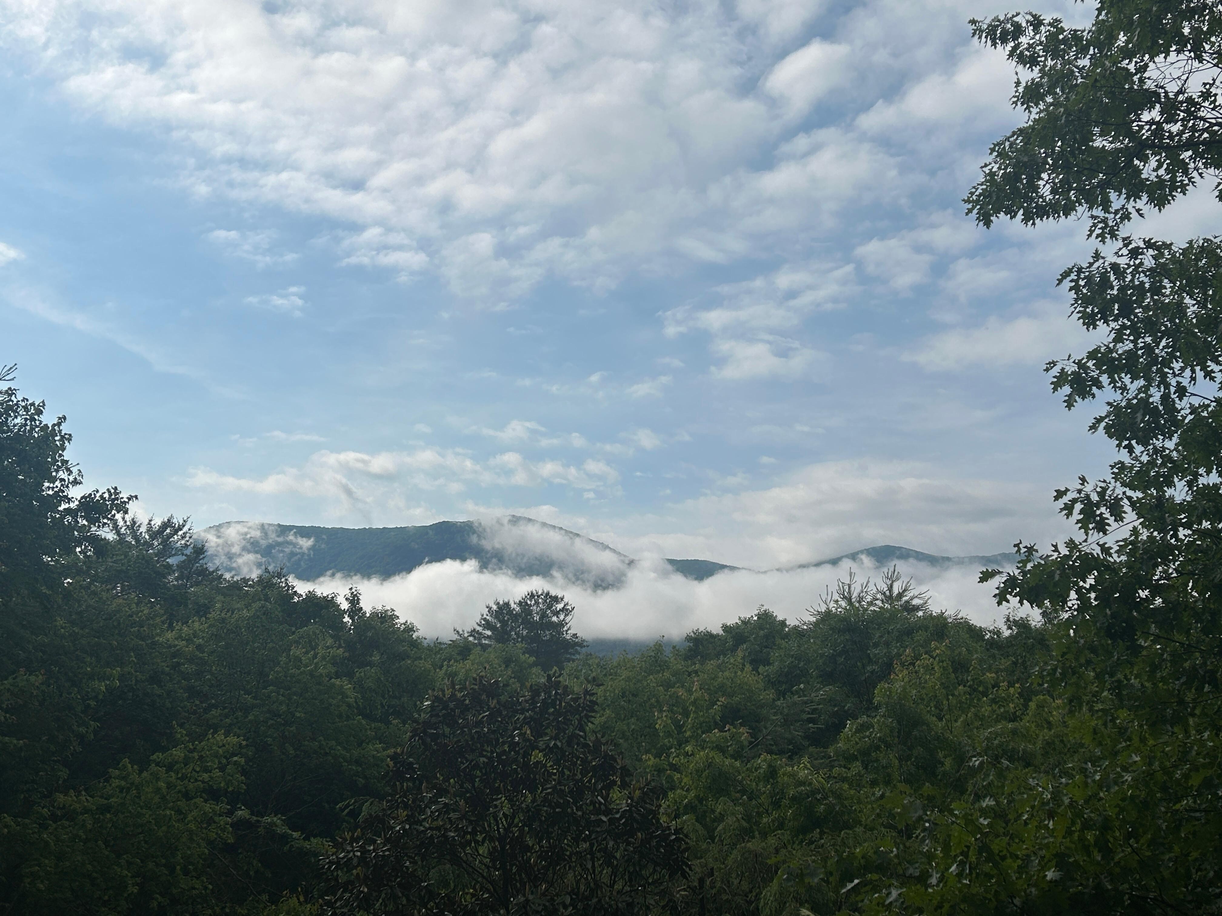 Morning view from back porch while drinking coffee. 