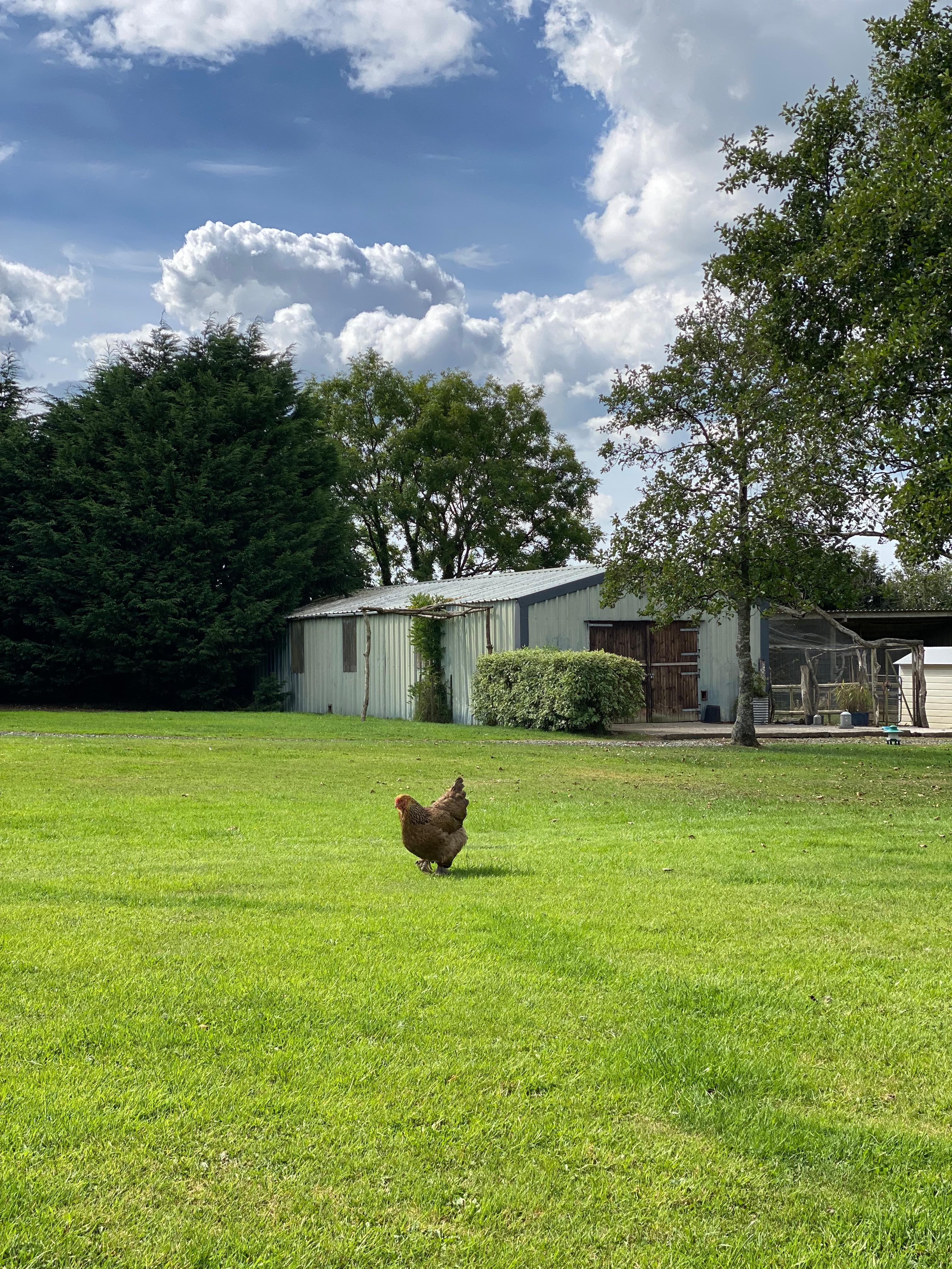 Happy (lucky) chicken 