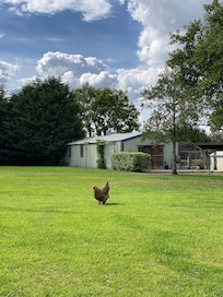 Happy (lucky) chicken