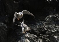 Perrigrines mating