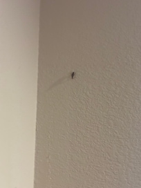 ROACH HOTEL👍🏼!!!!