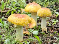 Mushrooms, wildflowers, and deer are everywhere!