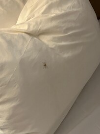 Spider crawling on the pillow