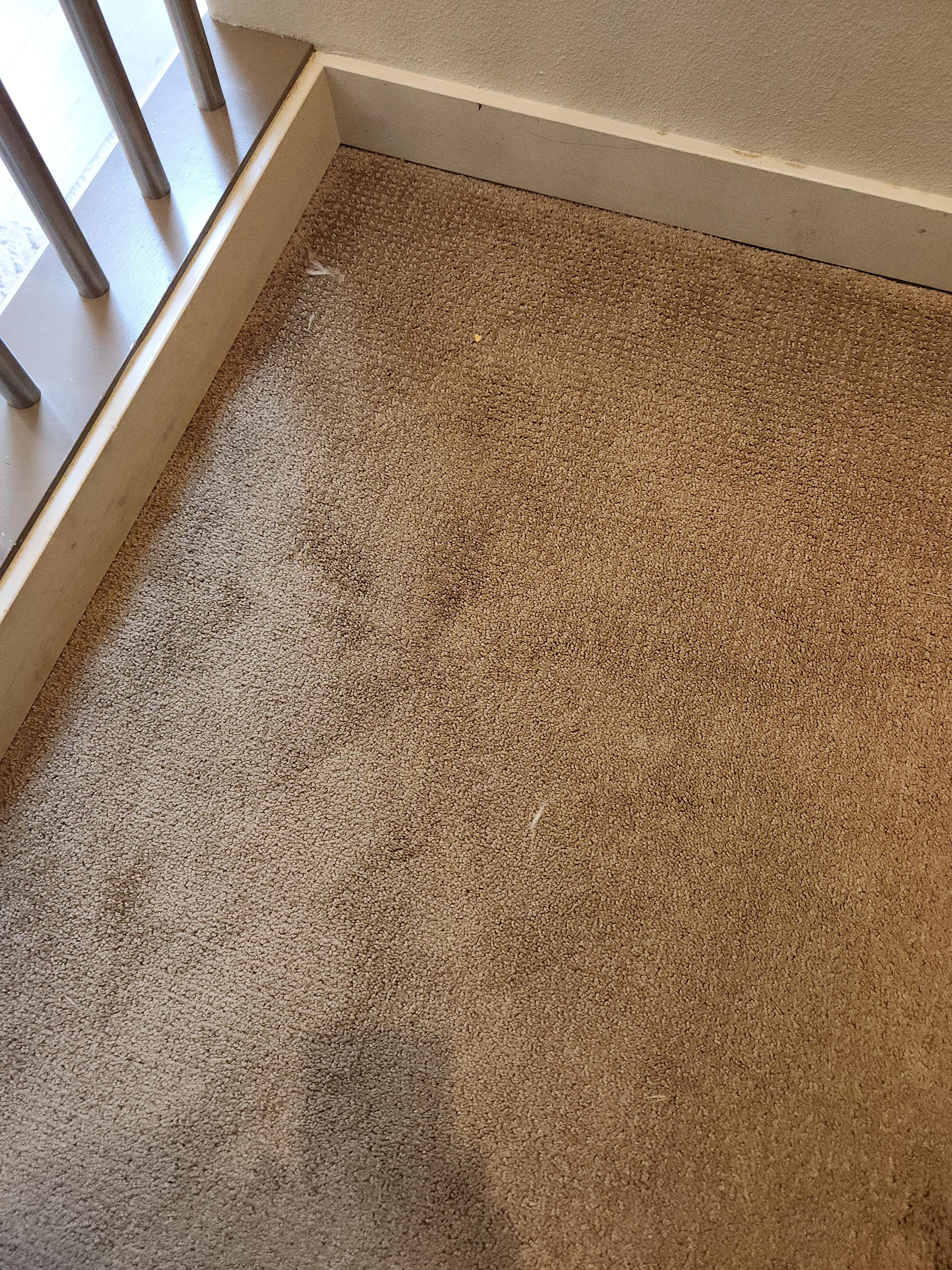 Dog hair on carpets 