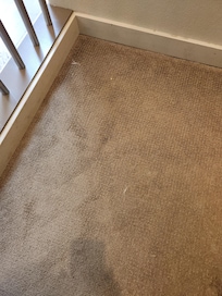 Dog hair on carpets