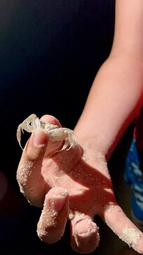 Able to walk to beach for great crab hunting