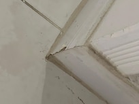 Stains from damp damage