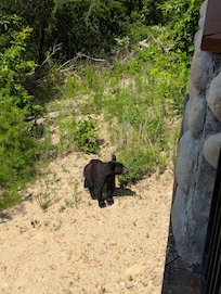 A little bear near the pool area.